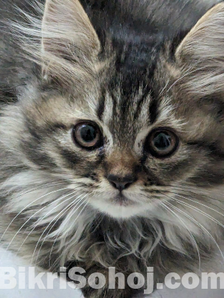 Traditional Pure Breed Persian Kitten
